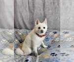 Small #5 Pomsky