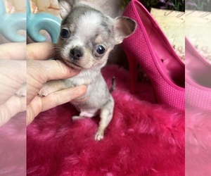 Chihuahua Puppy for sale in TRACY, CA, USA