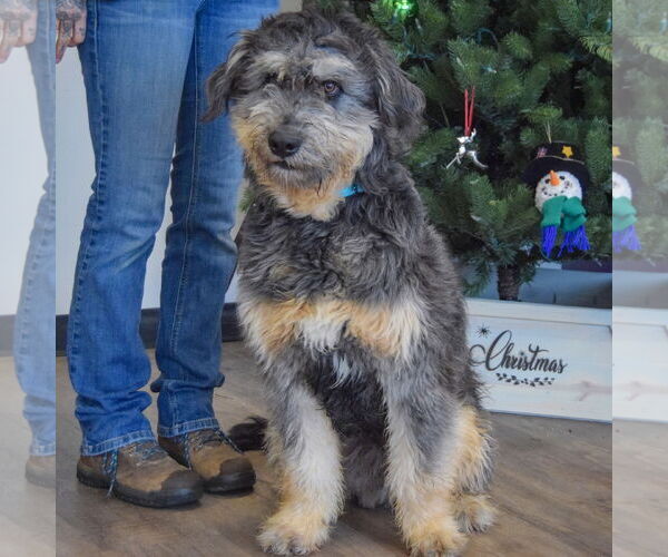 Medium Photo #6 Mutt Puppy For Sale in Huntley, IL, USA