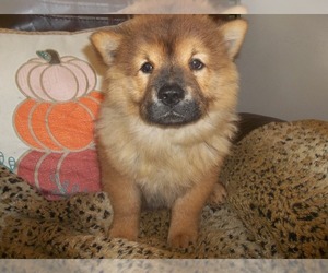 Chow Chow Puppy for sale in MIDDLEBURG, FL, USA