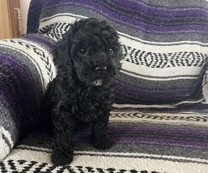Medium Cavapoo
