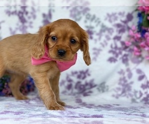Golden Retriever Puppy for sale in LANCASTER, PA, USA