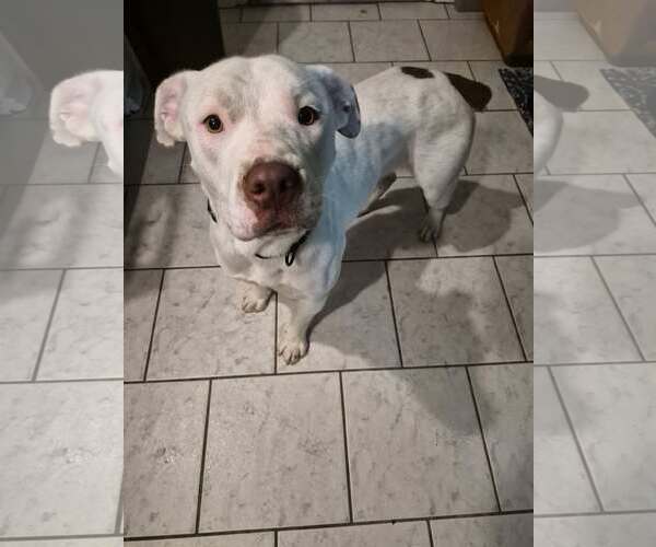 Medium Photo #3 Boxer-Unknown Mix Puppy For Sale in Woodbury, NY, USA