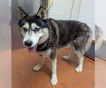 Small Siberian Husky