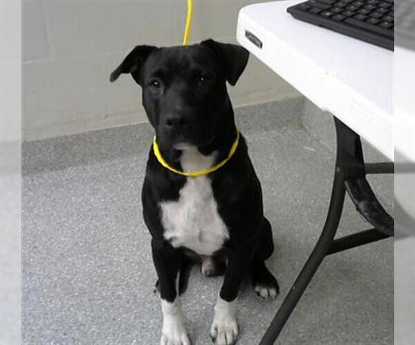 Medium Photo #1 American Pit Bull Terrier-Unknown Mix Puppy For Sale in Pasadena, TX, USA