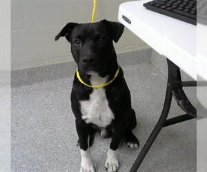 American Pit Bull Terrier-Unknown Mix Dogs for adoption in Pasadena, TX, USA