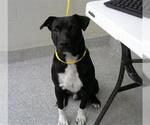 Small American Pit Bull Terrier Mix