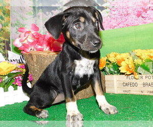 Catahoula Leopard Dog Puppy for sale in HAMMOND, IN, USA