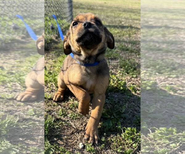 Medium Photo #3 Boxer-Unknown Mix Puppy For Sale in Tarrytown, GA, USA