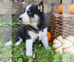Small Photo #7 Siberian Husky Puppy For Sale in EAST HERKIMER, NY, USA