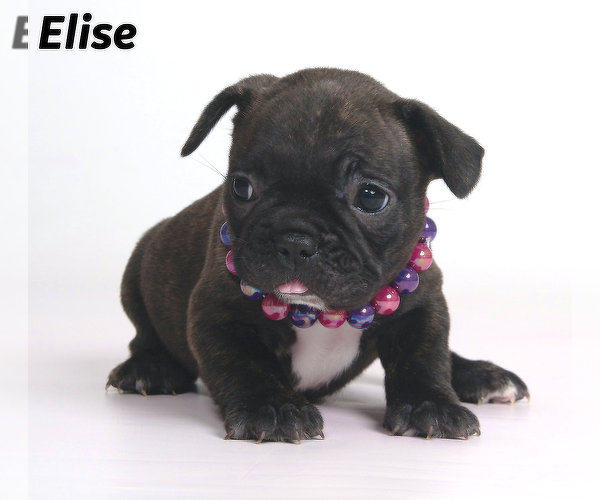 Medium Photo #4 French Bulldog Puppy For Sale in BOYNTON BEACH, FL, USA
