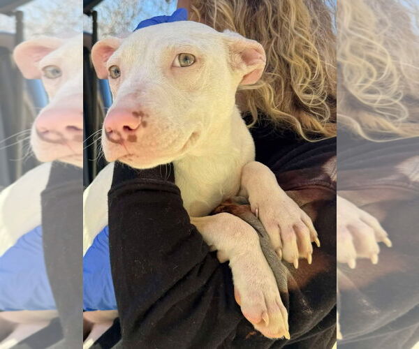 Medium Photo #8 American Pit Bull Terrier Puppy For Sale in Hillsboro, NH, USA