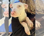 Small #7 American Pit Bull Terrier