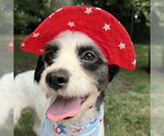 Small #6 Lhasa Apso-Parson Russell Terrier Mix