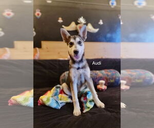 Siberian Husky-Unknown Mix Dogs for adoption in Cedar Crest, NM, USA