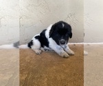 Small Photo #3 Newfoundland Puppy For Sale in FAIR OAKS, TX, USA