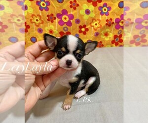 Medium Chihuahua
