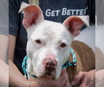 Small #5 American Staffordshire Terrier-Boxer Mix