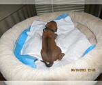Small Photo #1 Rhodesian Ridgeback Puppy For Sale in TRINITY, NC, USA