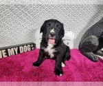 Puppy Bo Peep Golden Mountain Dog