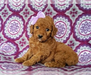 Cock-A-Poo Puppy for sale in CHRISTIANA, PA, USA