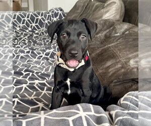Viviane - Female American Staffordshire Terrier-Labrador Retriever Mix Dog for Adoption - Photo #4