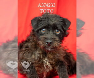 Mutt Dogs for adoption in Stockton, CA, USA