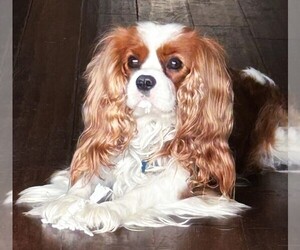 Father of the Cavalier King Charles Spaniel puppies born on 05/11/2025