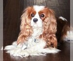 Small Photo #1 Cavalier King Charles Spaniel Puppy For Sale in SAN LEANNA, TX, USA