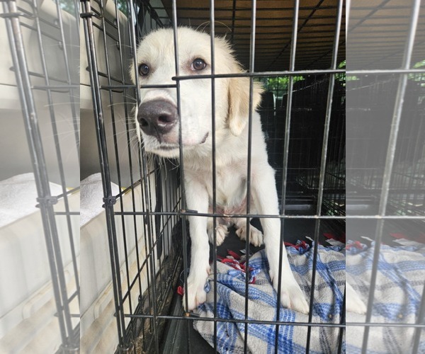 Medium Photo #3 Great Pyrenees-Retriever  Mix Puppy For Sale in Wakefield, RI, USA