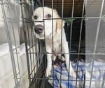 Small #2 Great Pyrenees-Retriever  Mix