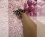 Small Photo #3 Chihuahua Puppy For Sale in SHERMAN, TX, USA