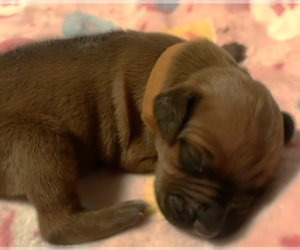 Rhodesian Ridgeback Puppy for sale in RIVERSIDE, CA, USA