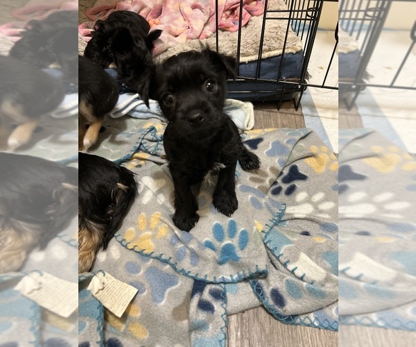 Medium Photo #1 Chorkie Puppy For Sale in DESERT HOT SPRINGS, CA, USA