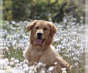 Mother of the Golden Cocker Retriever puppies born on 10/17/2025