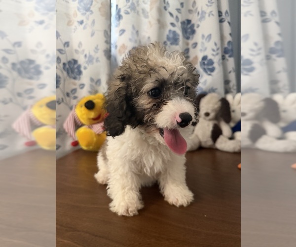 Medium Photo #7 Cockapoo (Miniature) Puppy For Sale in DURHAM, CT, USA
