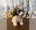 Litter of 4 - Male(s) and Female(s) Cockapoo (Miniature)Litter of Puppies for Sale - Photo #7
