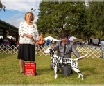 Small Photo #4 Dalmatian Puppy For Sale in WEBSTER, NY, USA