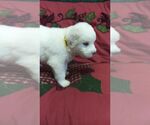 Small Photo #13 Great Pyrenees Puppy For Sale in ALTAVISTA, VA, USA