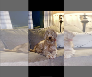 Mother of the Goldendoodle (Miniature) puppies born on 05/09/2025