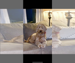 Small Photo #1 Goldendoodle (Miniature) Puppy For Sale in OWENSBORO, KY, USA