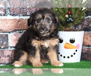 Aussie-Poo Puppy for sale in BEL AIR, MD, USA