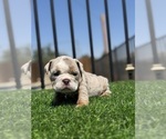 Small #11 English Bulldog