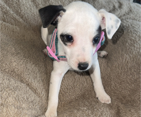 Medium Photo #1 Jack Russell Terrier Puppy For Sale in NEW BALTIMORE, MI, USA