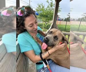 American Staffordshire Terrier-Unknown Mix Dogs for adoption in Louisville, KY, USA