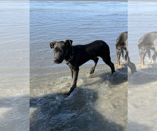 Medium Photo #4 Labrador Retriever-Unknown Mix Puppy For Sale in San Diego, CA, USA