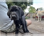 Puppy Thoreo German Shorthaired Lab