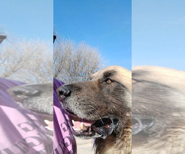 Medium Photo #2 Leonberger-Unknown Mix Puppy For Sale in Bullard, TX, USA