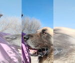 Small #1 Leonberger Mix