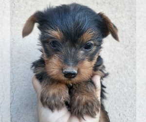 Yorkshire Terrier Puppy for sale in PLACITAS, NM, USA
